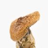 Buy African Pyramid Mushrooms Online