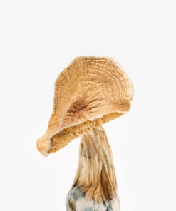 Buy African Transkei Mushroom Illinois