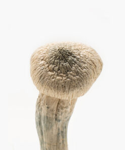 Buy Albino Penis Envy Mushrooms Online