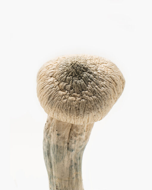 Buy Albino Penis Envy Mushrooms Online