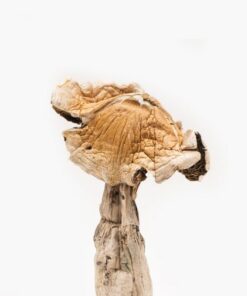 Buy Amazonian Mushrooms illinois