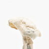 Buy Avery Albino Mushroom illinois