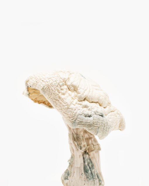 Buy Avery Albino Mushroom illinois