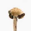 Brazilian Magic Mushroom For Sale Onliner