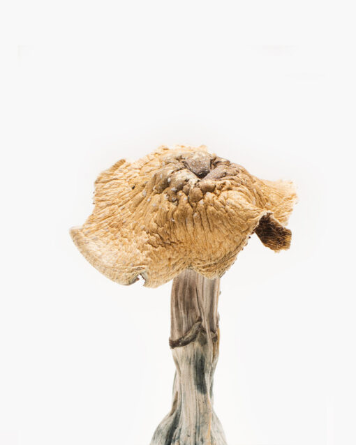 Burmese Mushroom