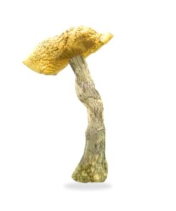 Daddy Long Legs Magic Mushrooms