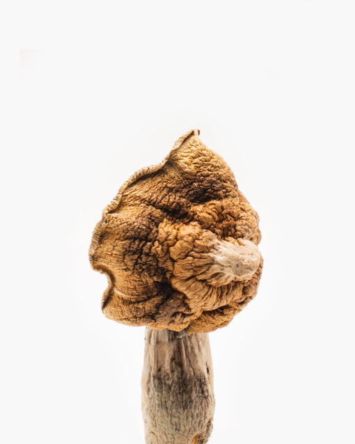 Ko Samui Super Mushroom Strain