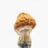 Buy Malabar Coast Mushroom Online Illinois