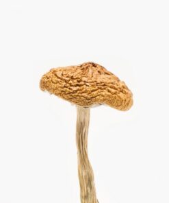 Buy Mushroom British Columbia Online Illinois