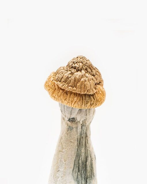 Buy Penis Envy Mushroom Online Illinois