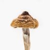 Hero Magic Mushrooms For Sale Illinois