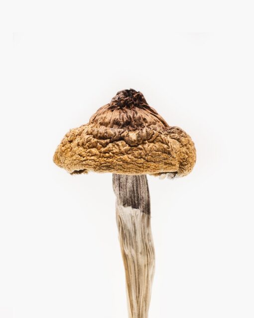 Hero Magic Mushrooms For Sale Illinois