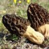 BLACK MOREL SPORES (MORCHELLA IMPORTUNA)