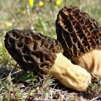 BLACK MOREL SPORES (MORCHELLA IMPORTUNA)