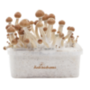 Fresh Mushrooms grow kit McKennaii