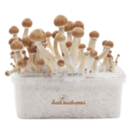 Fresh Mushrooms grow kit McKennaii