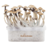 FreshMushrooms grow kit Golden Teacher