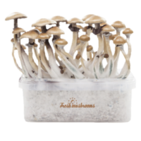 FreshMushrooms grow kit Golden Teacher