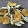 Brazilian Magic Mushroom For Sale