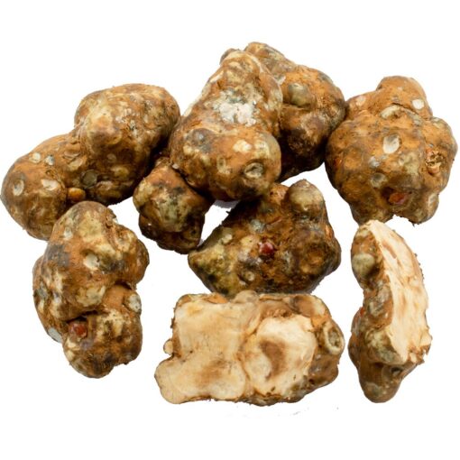 10 GRAMS – TAMPANENSIS – MAGIC TRUFFLES