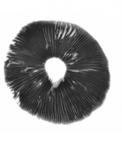 B+ psilocybe cubensis spore print