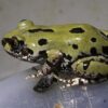 Kassina Senegalensis Toad Venom