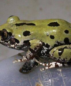 Kassina Senegalensis Toad Venom