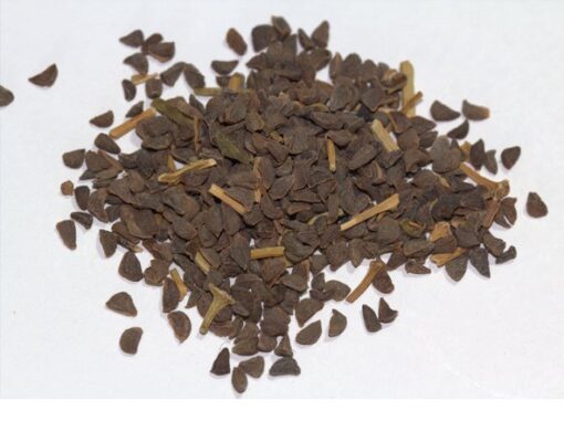 Peganum harmala seeds | Syrian Rue