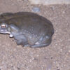 Buy Bufo Alvarius Toad Venom