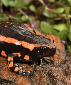 Phrynomantis Bifasciatus Toad Venom