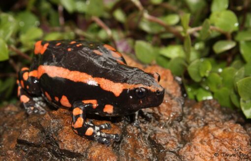 Phrynomantis Bifasciatus Toad Venom